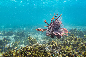 Naklejka na ściany i meble Red Lionfish, Seychelles