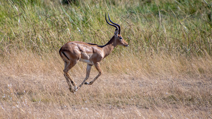 Impala running