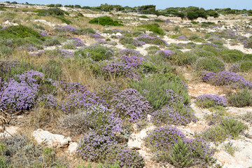 Mediterranean scrub flora: thyme bushes with purple flowers. - Cala Galera, Island of Lampedusa, Agrigento, Sicily, Italy