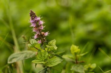 Mint and mint flower in our farm