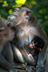 female macaque with her baby in he rainforest