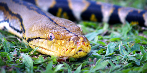 head of python in green grass