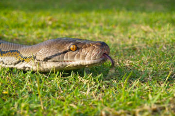 head of python in green grass