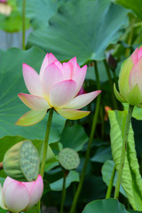 Obraz premium nymphéa