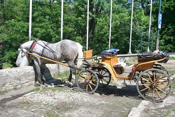 The gray horse in full harness eats hay from the bag. Horse carriage wait for tourist in Zakopane.