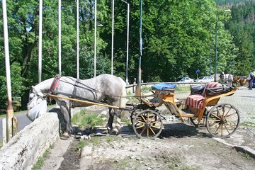 The gray horse in full harness eats hay from the bag. Horse carriage wait for tourist in Zakopane.