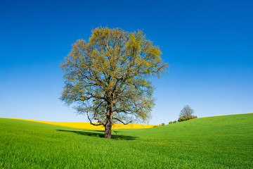 Fototapeta na wymiar Lone Oak Tree in Spring, Fields of Grass and Rapeseed under Blue Sky