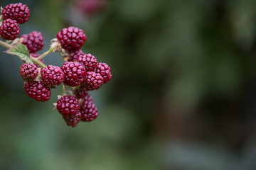 Brombeeren