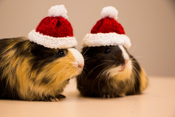 Two little guinea pig in santa claus hat