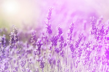 Beautiful violet lavender flower field background