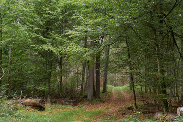 Narrow dirt road crossing deciduous stand
