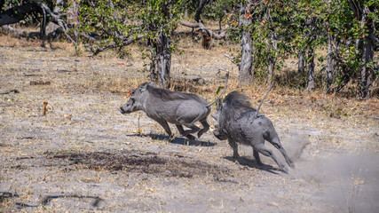 Male warthog chasing rival