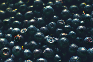 a lot of blueberries. blueberries background. picked blueberries