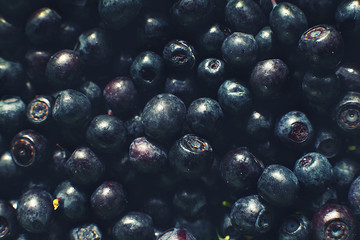 a lot of blueberries. blueberries background. picked blueberries