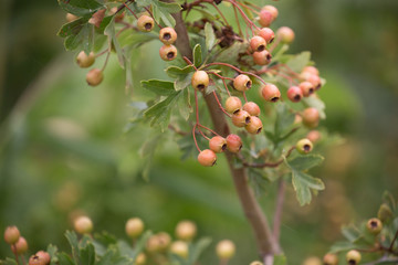 Weißdorn / Rosengewächse