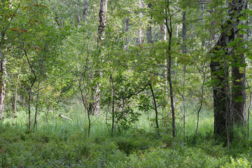 summer wetland forest