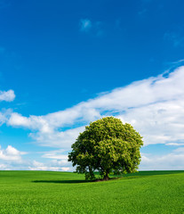 Fototapeta na wymiar Green Field Landscape with Horse Chestnut Tree in Full Bloom, Blue Sky with Cumulus Clouds 