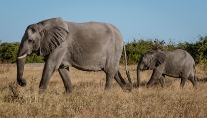 Fototapeta premium Family of elephants walks along river's edge