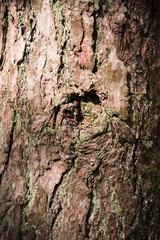 Old wooden texture background