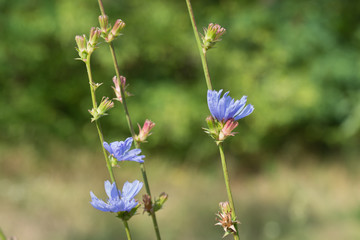 Common chicory blue flowers
