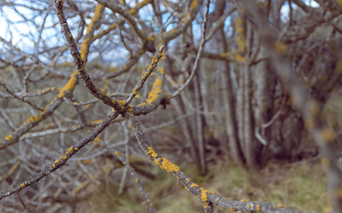 lost in an old forest