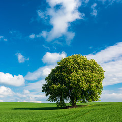 Fototapeta na wymiar Horse Chestnut Tree in Full Bloom, Green Field Landscape under Blue Sky with Cumulus Clouds 