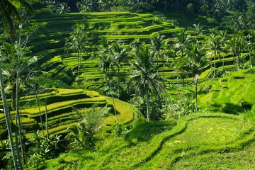 Fotobehang Uitzicht op groen rijstveld in terras, in de buurt van Ubud op Bali - Indonesië © MICHEL