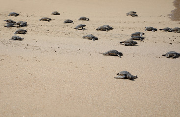 Turtles rushing towards the sea