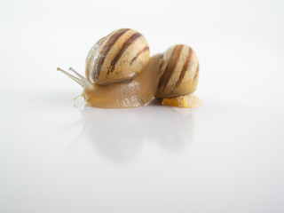 Isolated snails on a white background