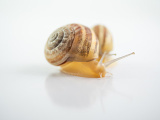 Isolated snails on a white background