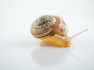 Isolated snails on a white background
