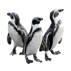 Emperor penguin isolated on white with clipping path, grouped together looking in different directions.