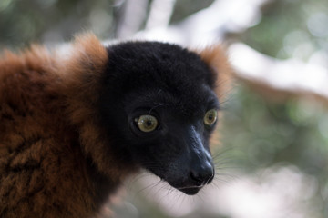 retrato lemur marron, primer plano