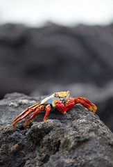 Galapagos Sally lightfoot crab closeup