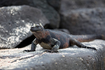 Galapagos marine iguana walking on lava rock