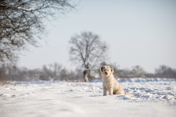Hund im Schnee