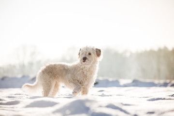 Hund im Schnee