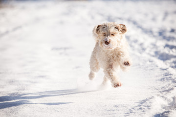 Hund im Schnee