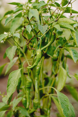 Green hot little peppers