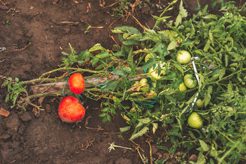 Tomatoes on a branch