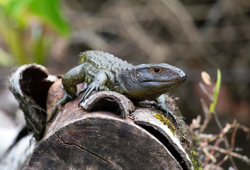 Northern caiman lizard taken in Amazonian jungle - 284095913