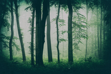 Haunted Forest of Beech Trees with Fog