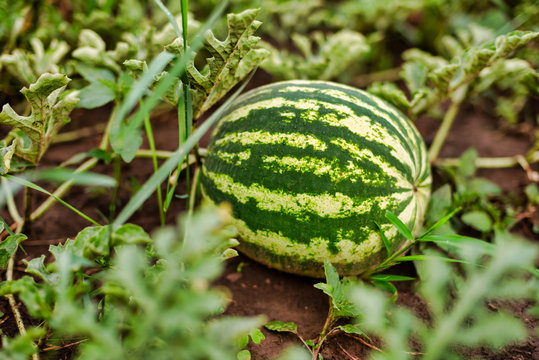 Watermelon in a garden