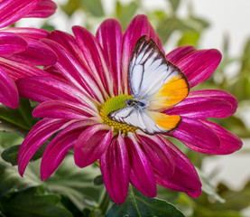 Lesser Gull Butterfly on Red Mum flower