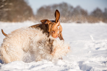 zwei Hunde spielen im Schnee Magyar Vizsla und Mischlingshund im Kampf
