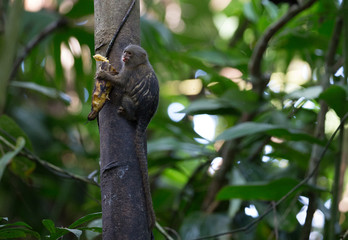 Pygmy marmoset taken in the amazonian jungle