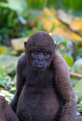 Red Howler monkey taken in the rainforest, Ecuador