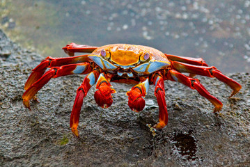 Sally Lightfoot crab on Galapagos Islands red