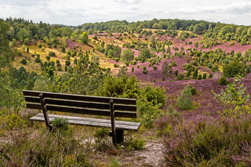 Beautiful view with park bench in the Lüneburg Heath Nature Park (Nature Reserve) during the heath blossom, Totengrund, Northern Germany.