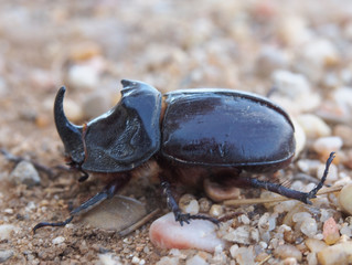 escarabajo rinoceronte
